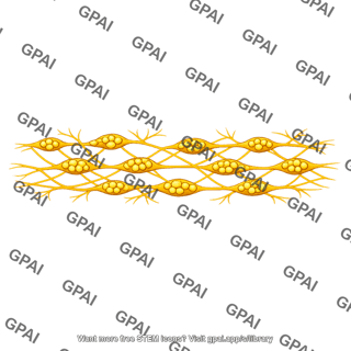Myenteric plexus