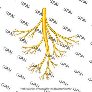 Branching nerve bundle