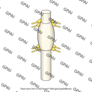 Cervical enlargement