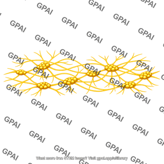 Enteric nerve plexus