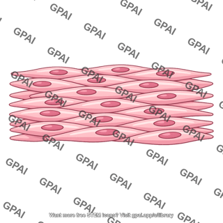 Arterial smooth muscle