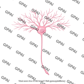 Retinal p ganglion cell