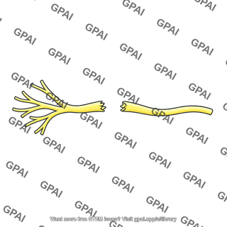 Renal sympathetic nerve ablated