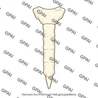 Sternum
