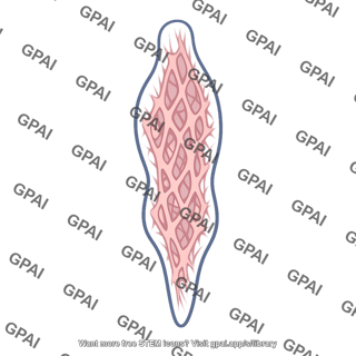 Bulboreticular formation