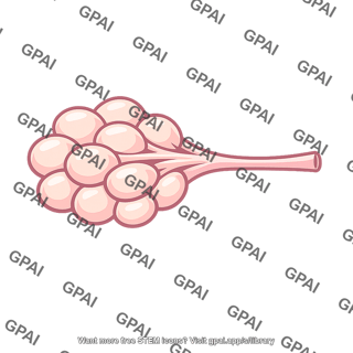 Lobule breast