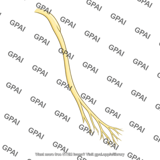 Right bundle branch