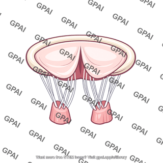 Mitral valve