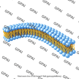 Phospholipid membrane curved sheet long 2