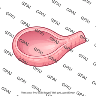 Duodenal bulb