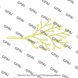 Vagus nerve ending