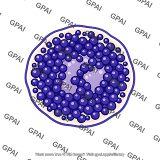 Basophil