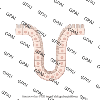 Intestinal crypt 2