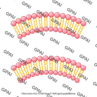 Semicircle membrane phospholipid bilayer 2