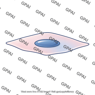 Endothelial cell