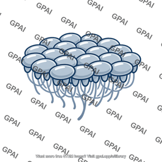 Tactile receptor dense distribution