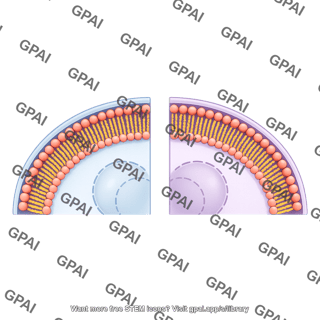 Arc membrane bilayer large with nucleus 2 cell comparison