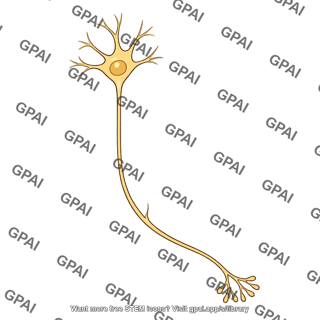 Neuron