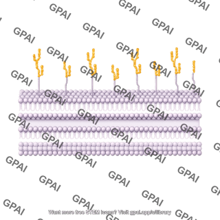 Gram negative membrane