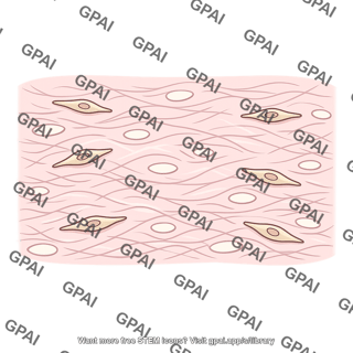 Renal interstitium with stromal cells