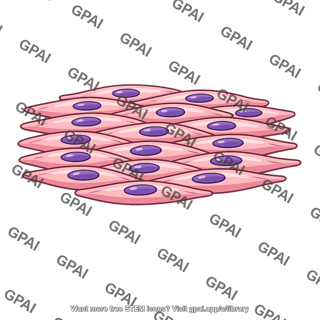 Smooth muscle unitary