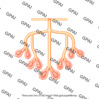 Exocrine gland compound tubuloalveolar gland