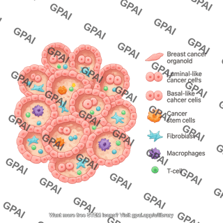 Breast cancer organoid with legend 281