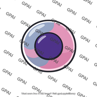 Erythroblast polychromatophil