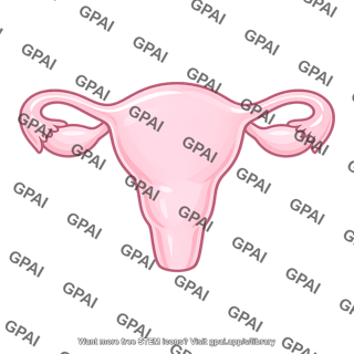Female reproductive system