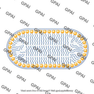 Pill shaped membrane bilayer large
