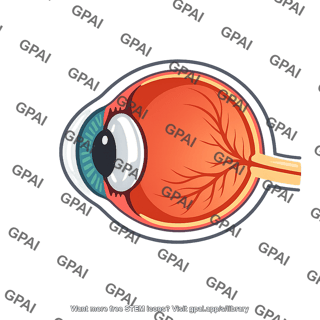 Left eye cross section