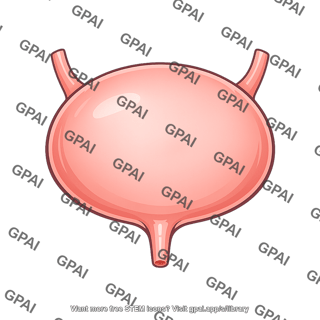 Urinary bladder stretched