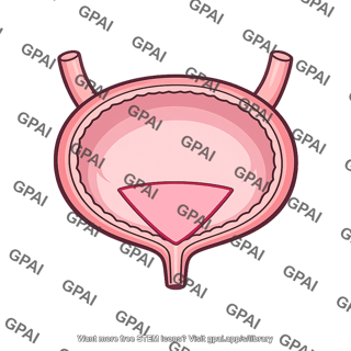 Bladder trigone