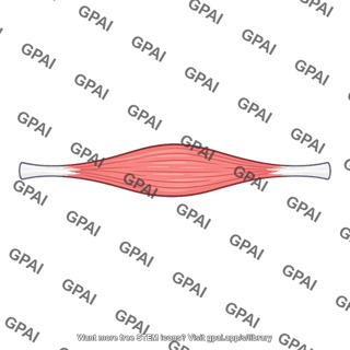 Skeletal muscle