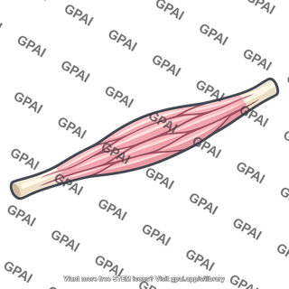 Muscle fiber bundle