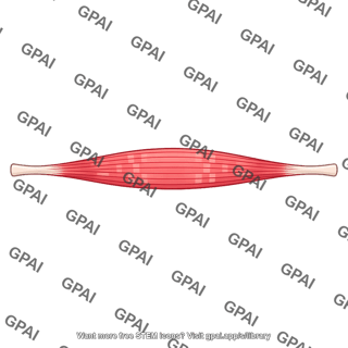Skeletal muscle stretched