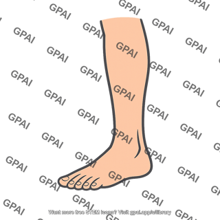 Human lower leg and foot