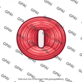 External bladder sphincter