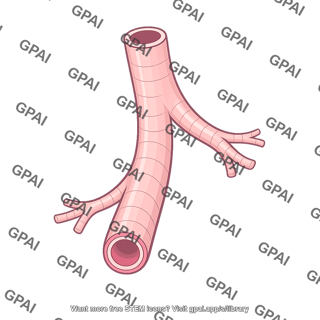 Bronchiole