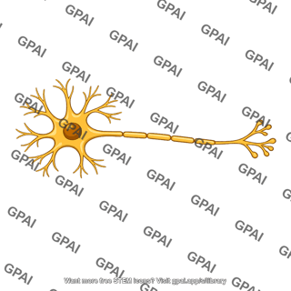Relay neuron
