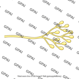 Sympathetic nerve ending branched