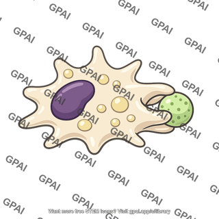 Macrophage phagocytosing