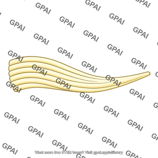 Nerve tract