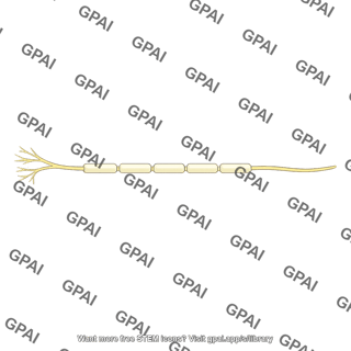 Stretch receptor fiber