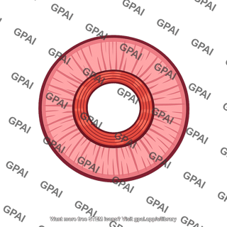 Pupillary sphincter