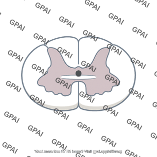 Anterior commissure spinal cord
