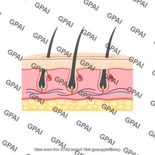Skin cross section three layer with hair