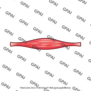 Skeletal muscle
