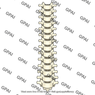 Spinal column