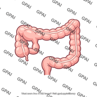 Large intestine